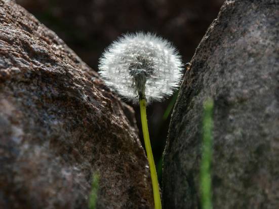 resilienza emotiva